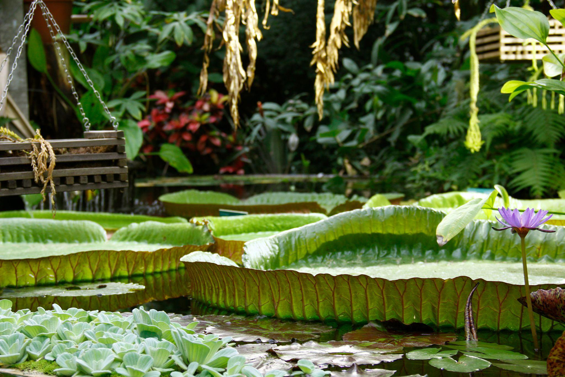 Pictures of Utrecht Botanical Garden