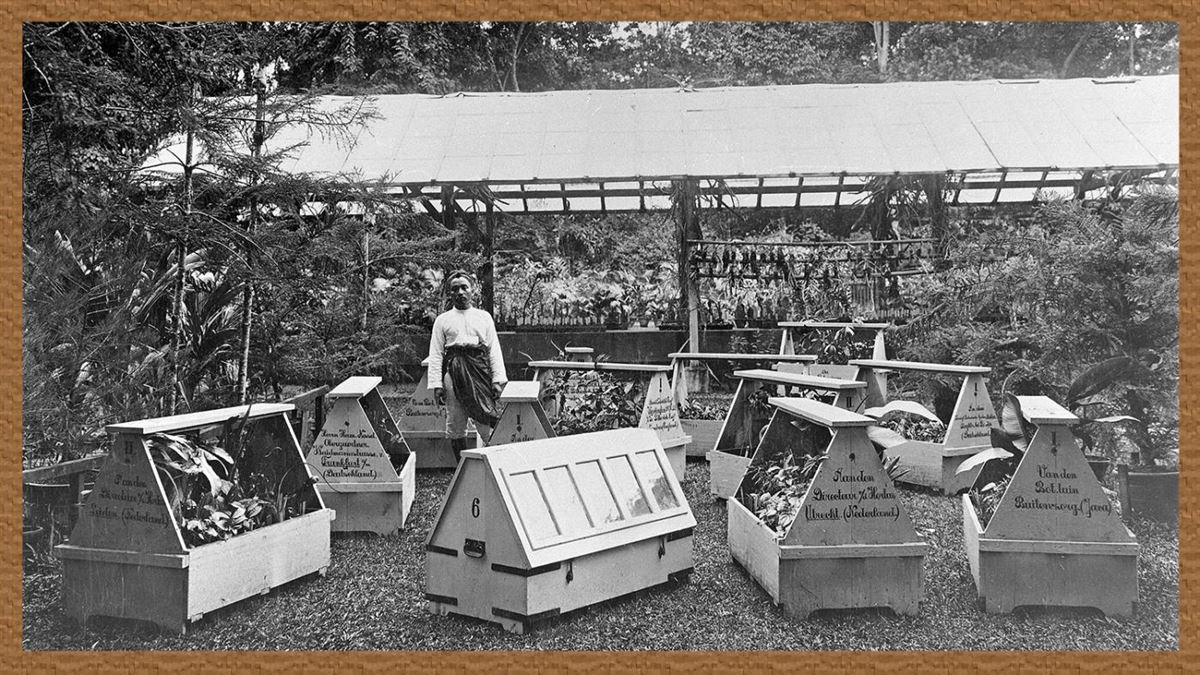 Crates for collecting plant specimens from Bogor (Indonesia). Photo from World Cultures Collection.