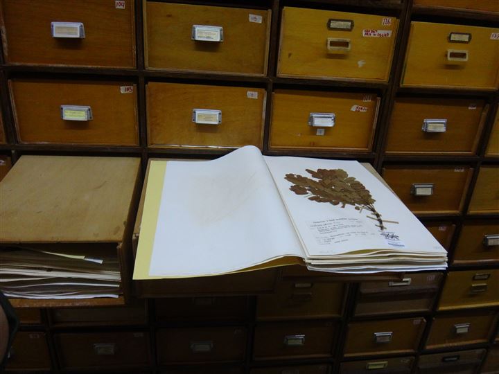 Boxes containing plant specimens National Herbarium of Suriname.
